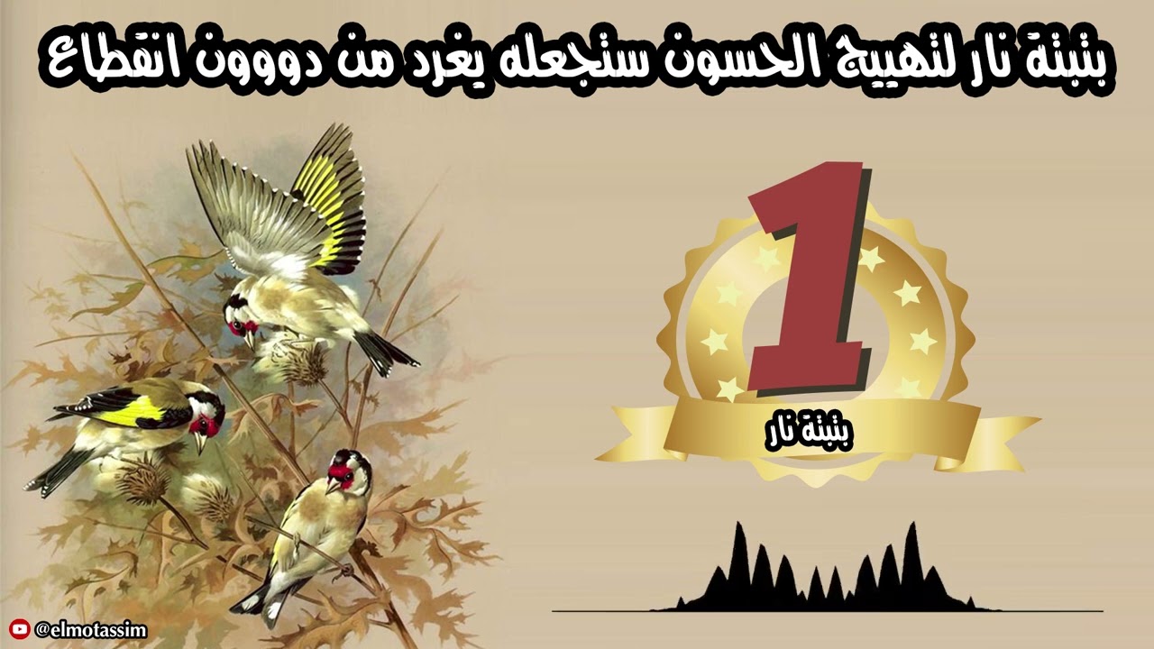 أقوى بتبتة تجعل الحسون يغرد بقوة