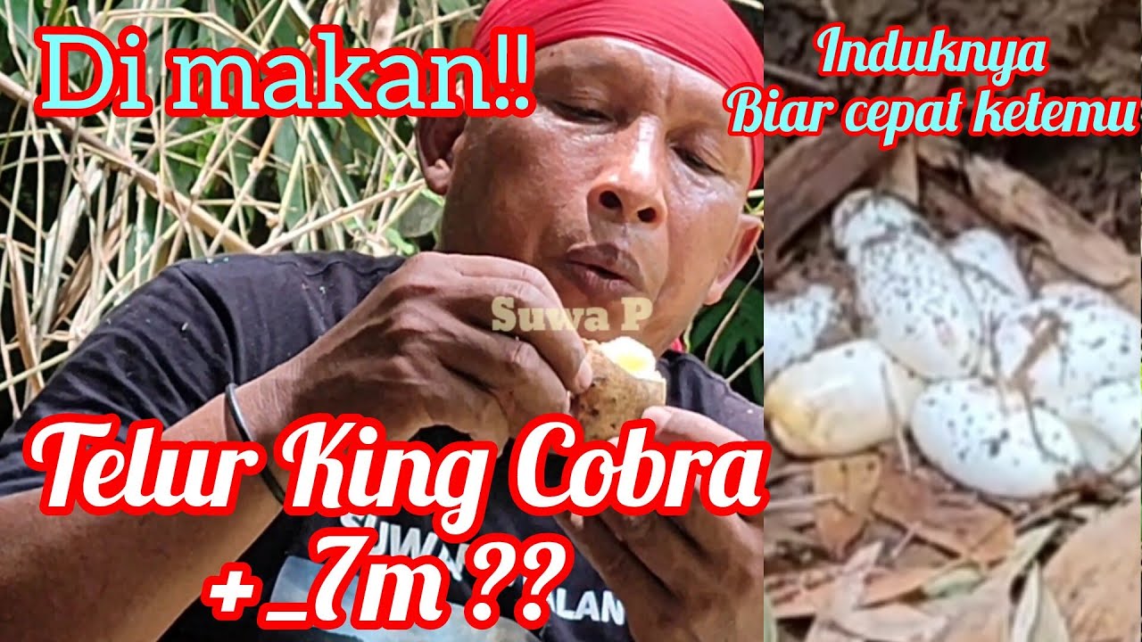 Telur King Cobra Monster di bakar lalu dimakan !! Apakah ini telur King Cobra+_7m??
