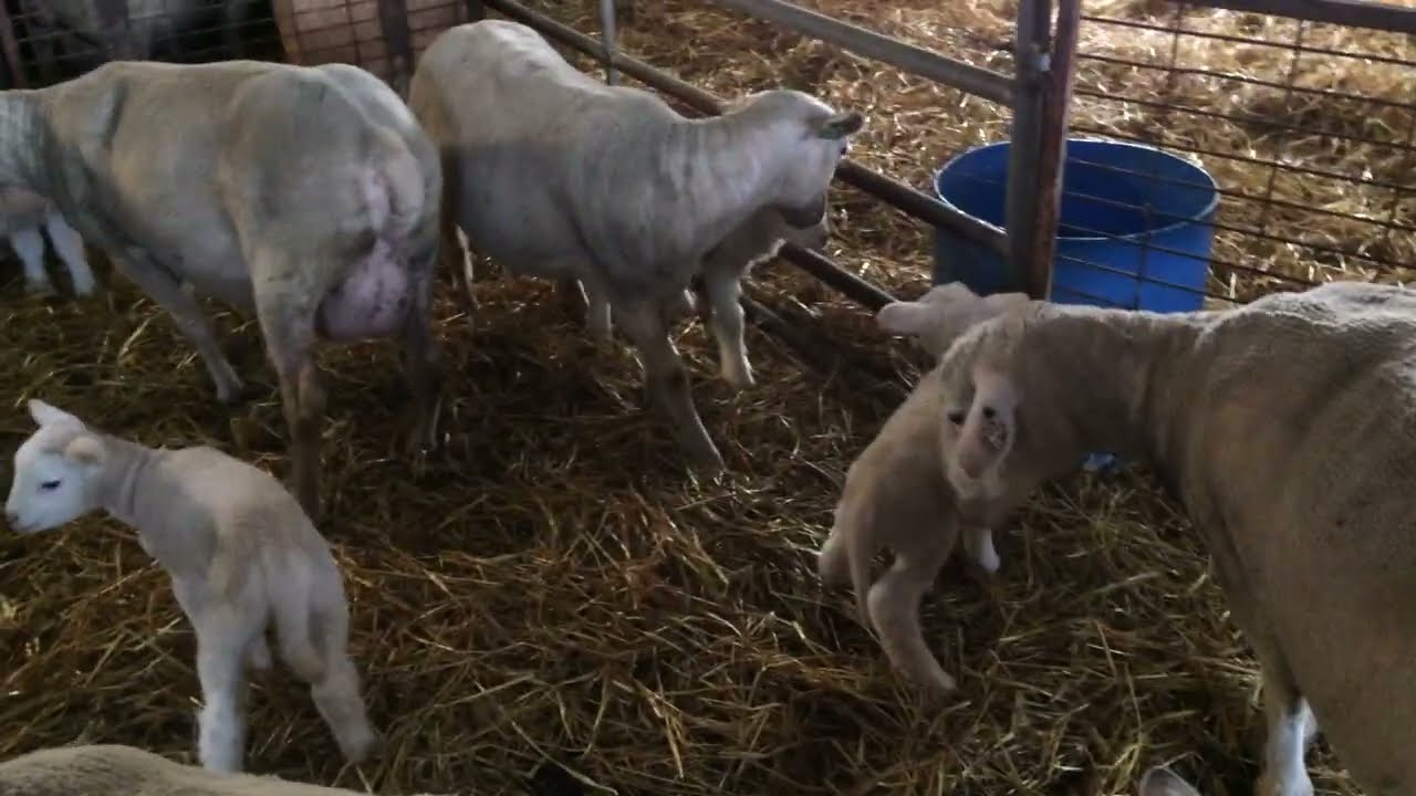Finally lambs born in the daytime and not at night!