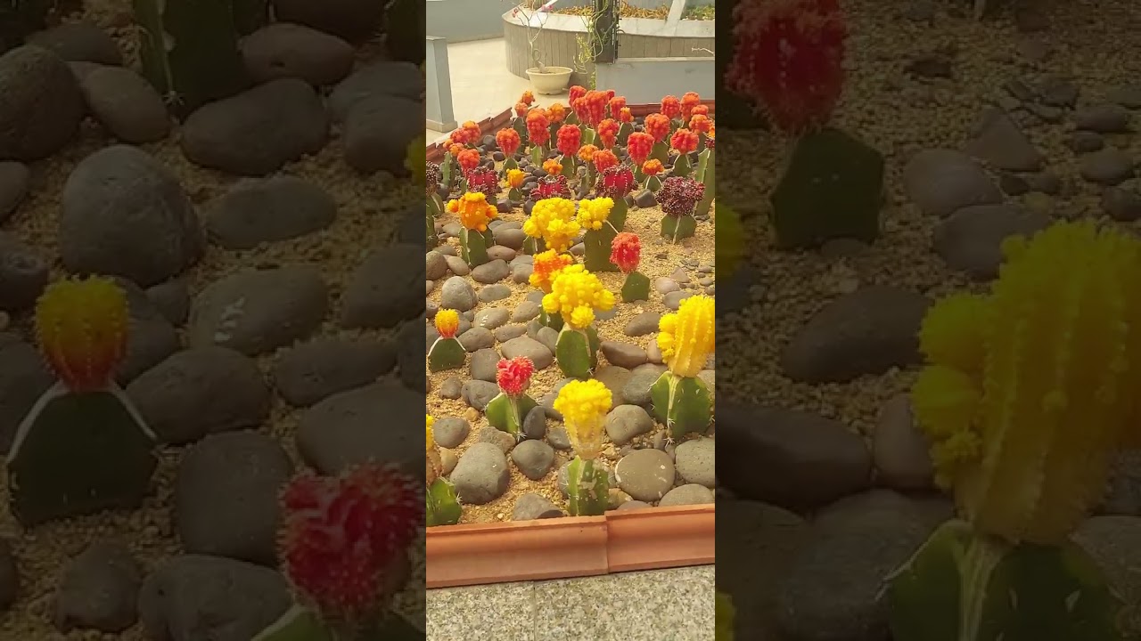Cactus are very important for study, you can see all species by pausing