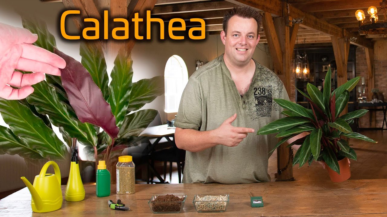Tips voor de verzorging van je Calathea (Ritselplant)