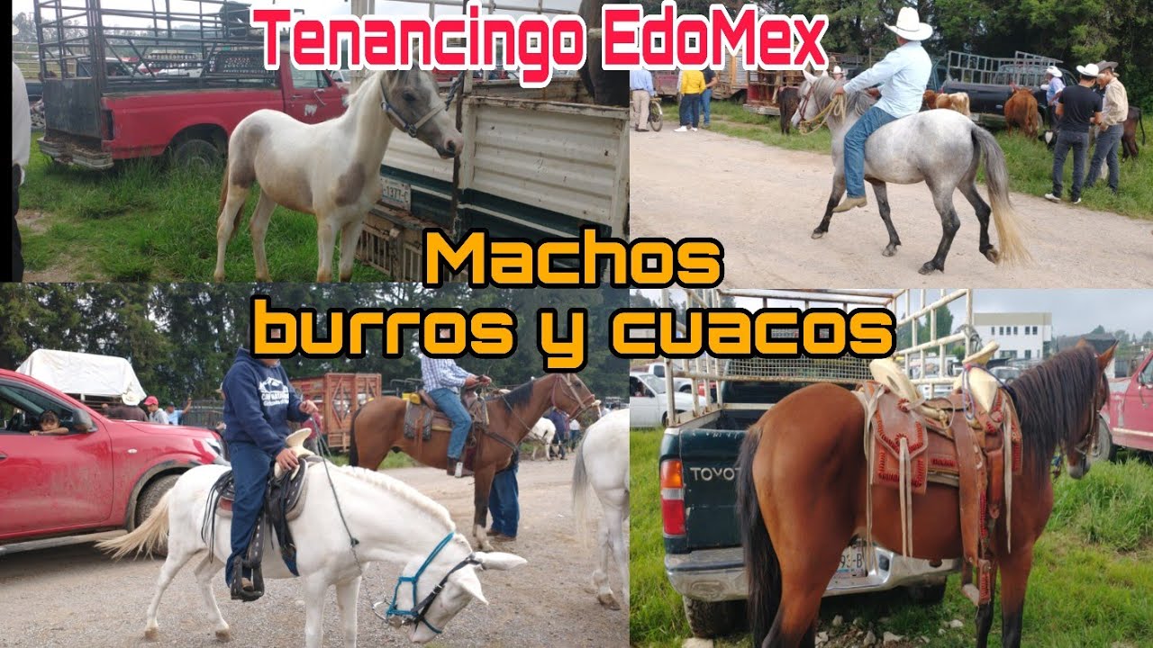 Tenancingo Edomex / caballos o cuacos y mas 
