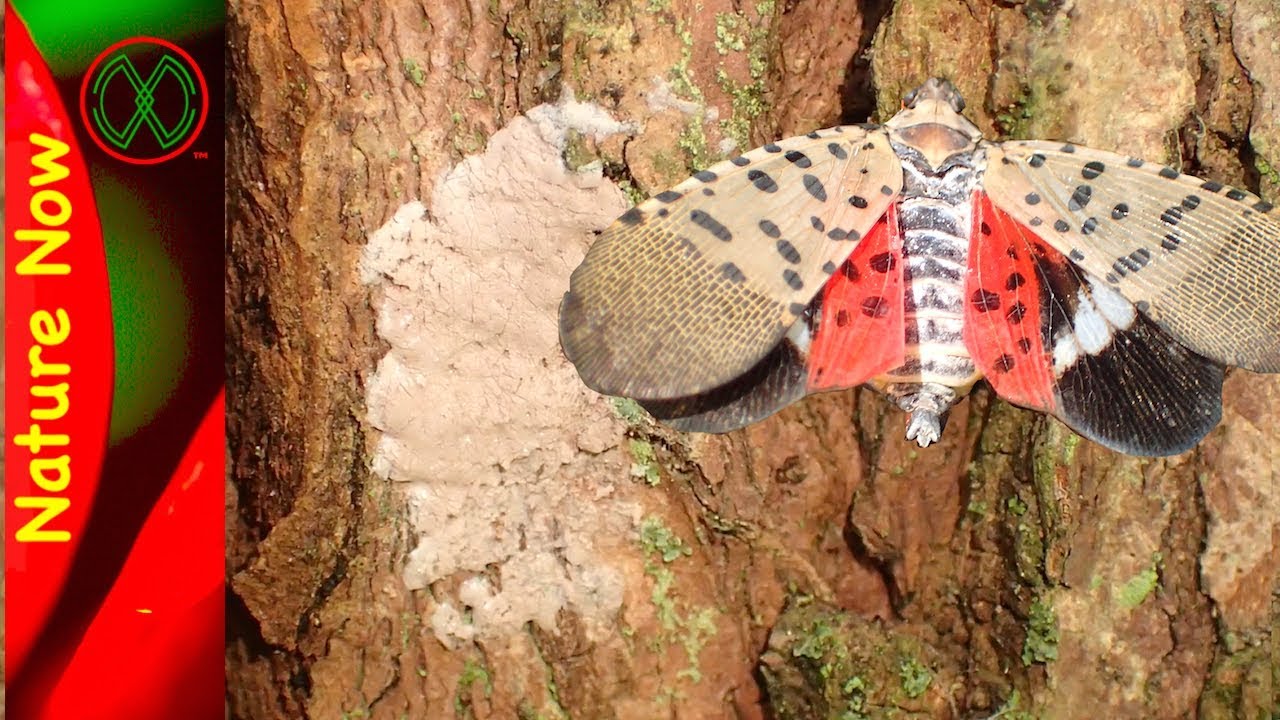 Spotted Lanternfly Eggs - What To Look For!