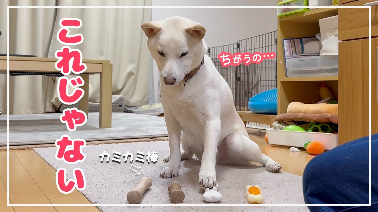 いろんなカミカミ棒買ってみたけど…柴犬はどれも選びませんでした！