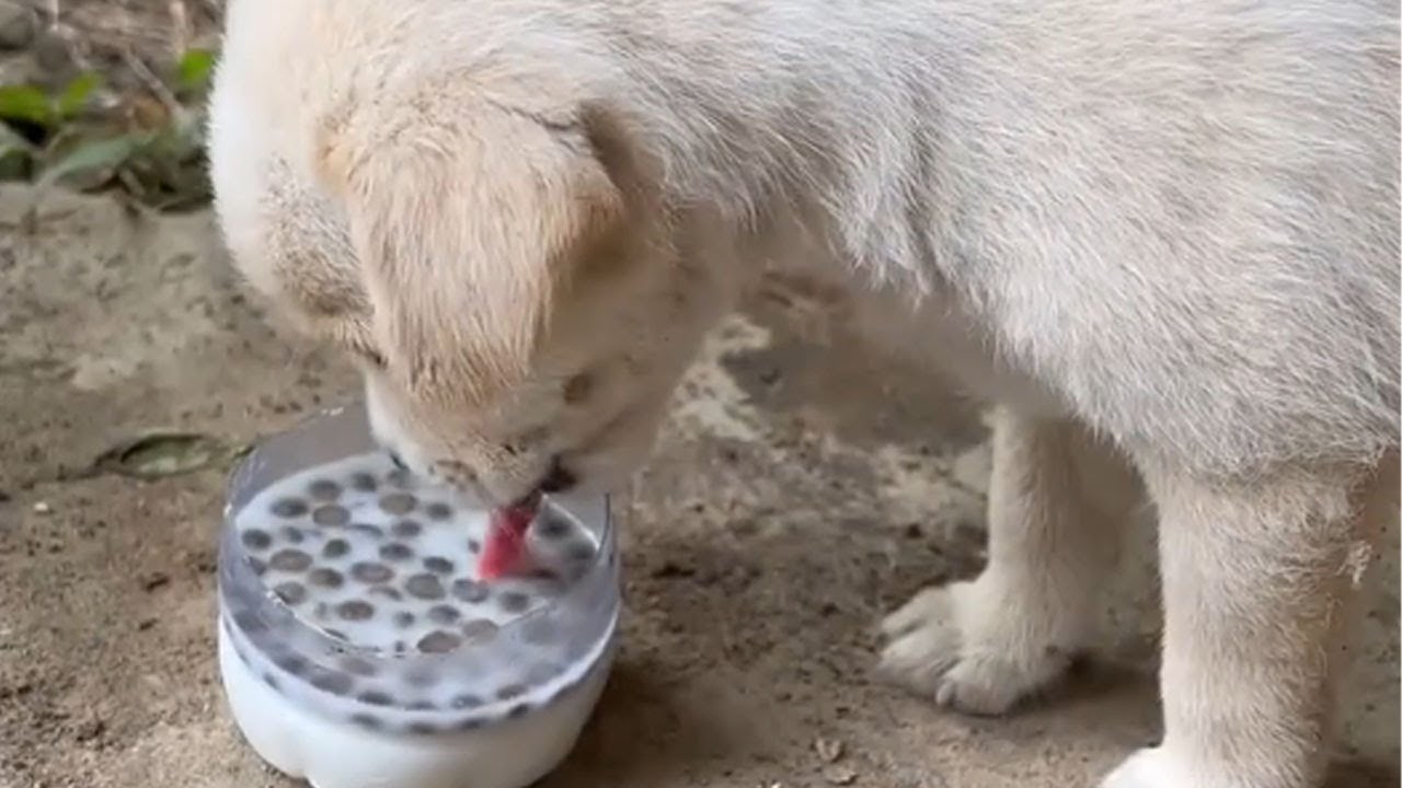 抓点螃蟹，今天做个豆瓣螃蟹，给小布吃点其他的#dog #food #jk