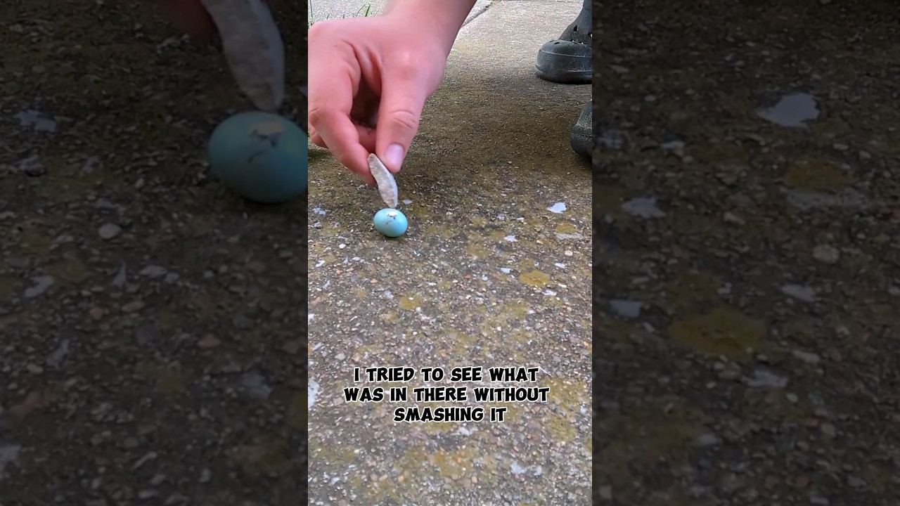 What Was Wrong With This Bird Egg!! #birdegg