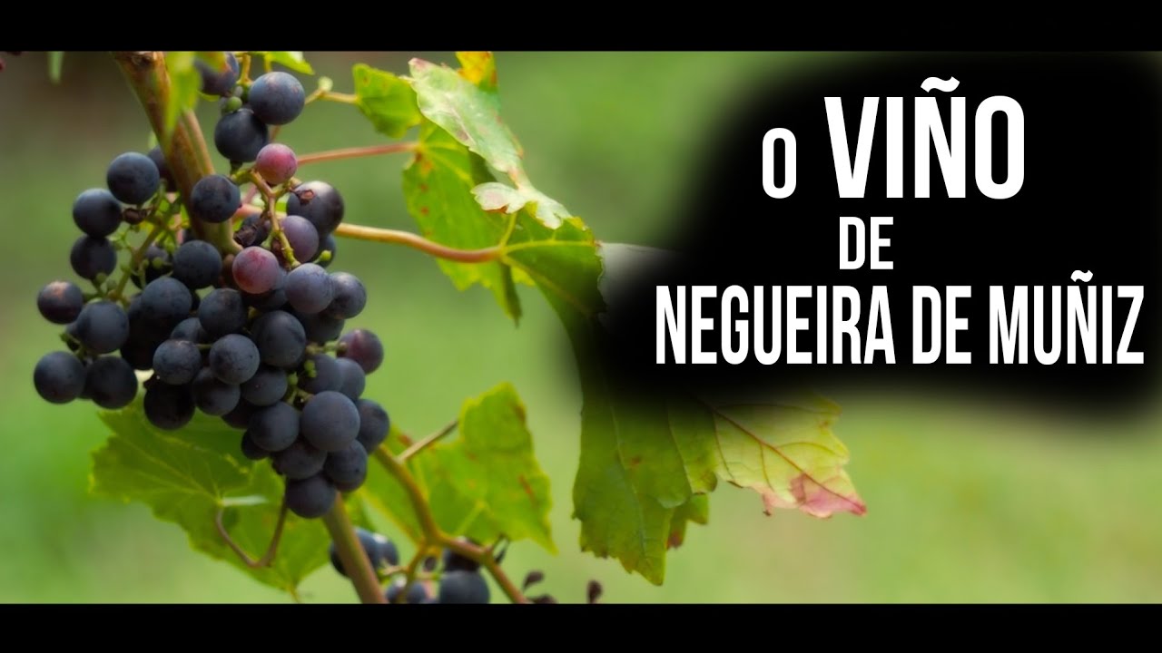 Como se produce el vino de Negueira de Muñiz. O SABOR DUNHA TERRA ÚNICA.