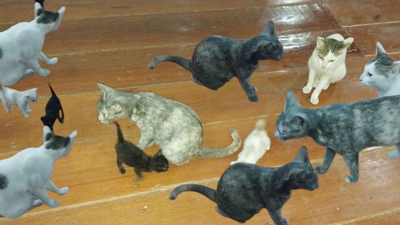 Cute babies cats playing with mommy. 😻🥰