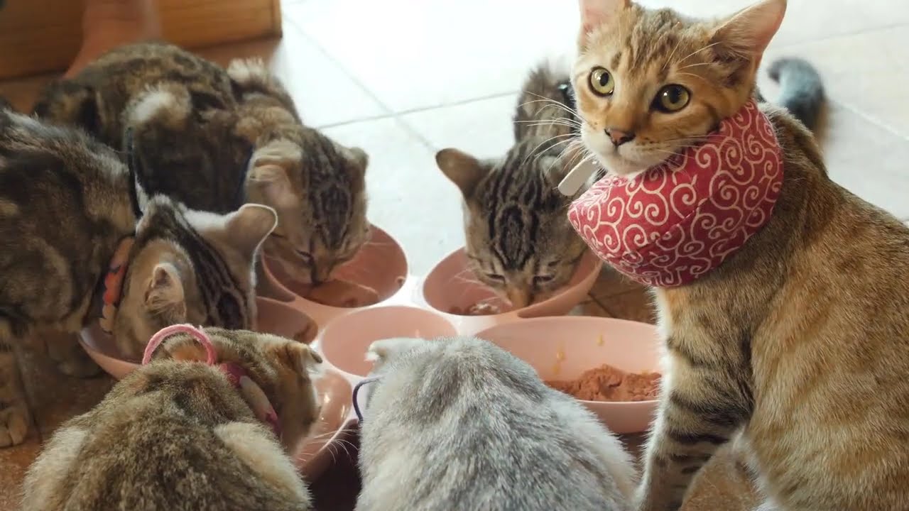 Cat, kitten Mentality at Home