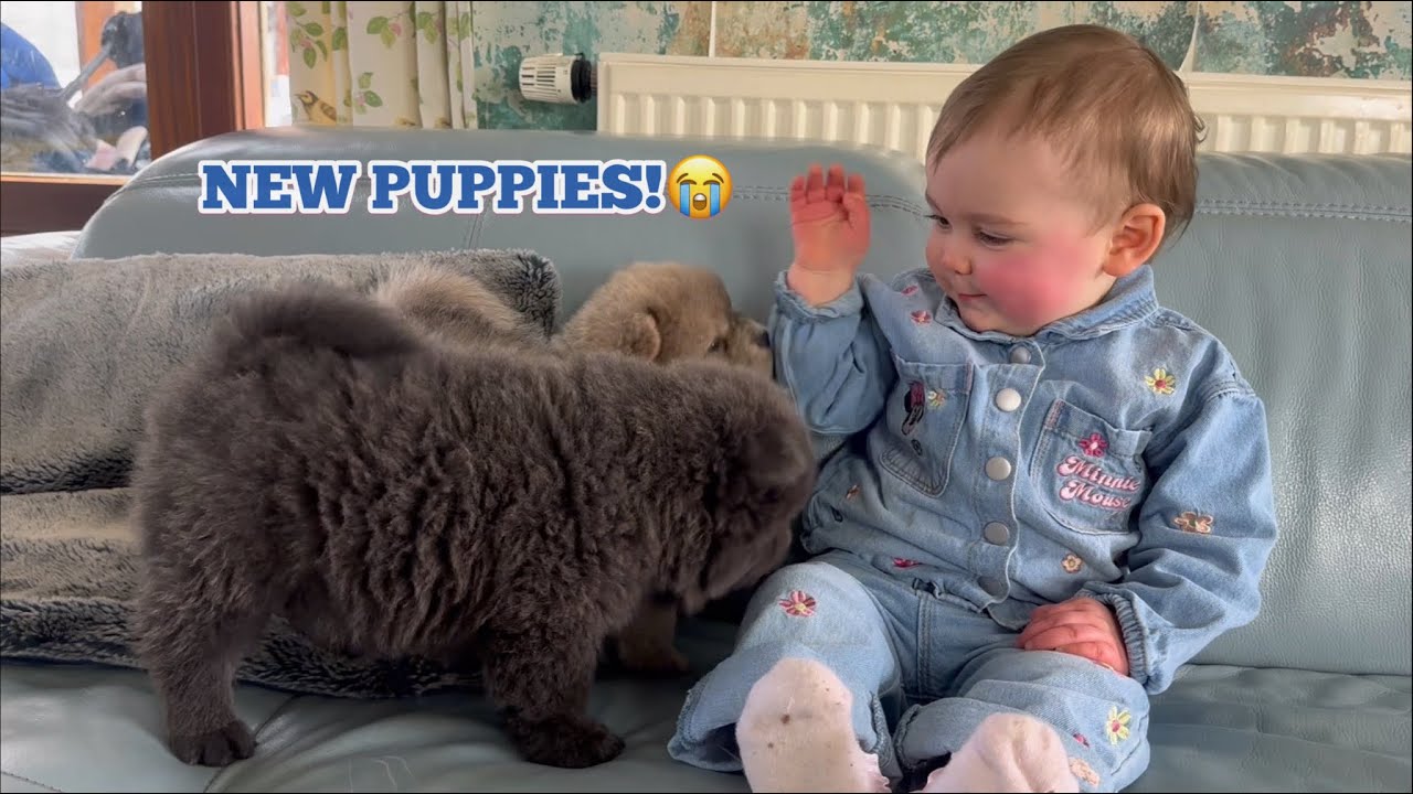 BABY DAISY MEETS NEW CHOW PUPPIES!😭💖. [CUTEST REACTION EVERRR!!]