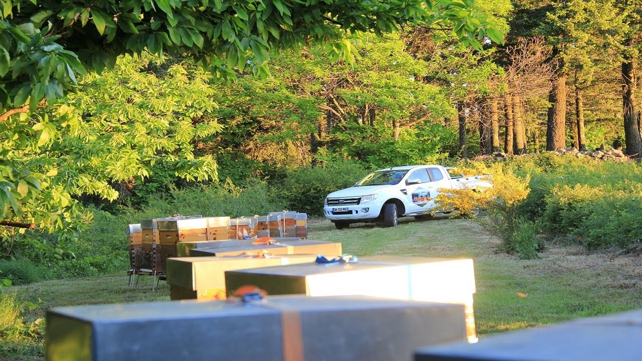 APICULTURE. E30 Petite vidéo improvisé après une nuit de transhumance | miellée de Châtaignier