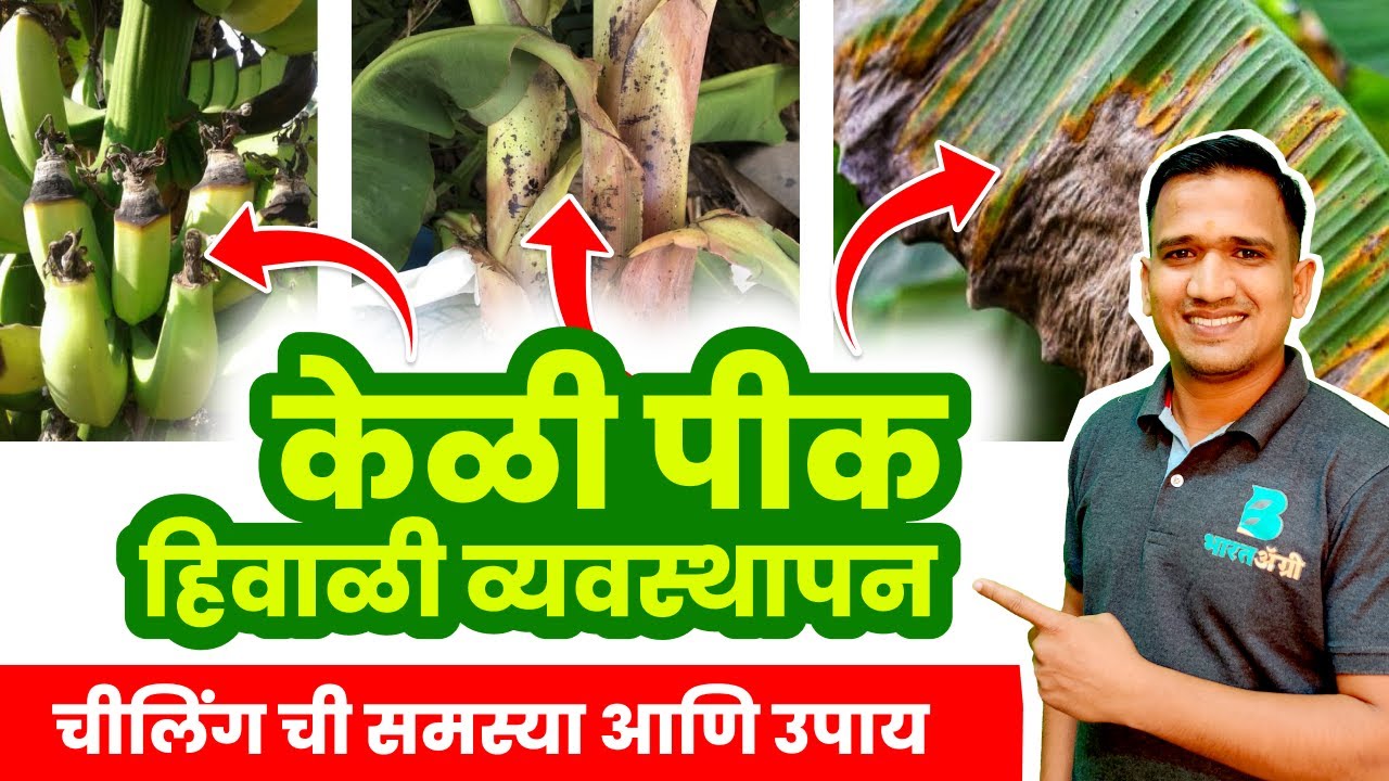 केळी पिकाचा थंडीपासून बचाव करण्यासाठी हे नक्की करा | केळी चीलिंग | keli pik niyojan | #banana