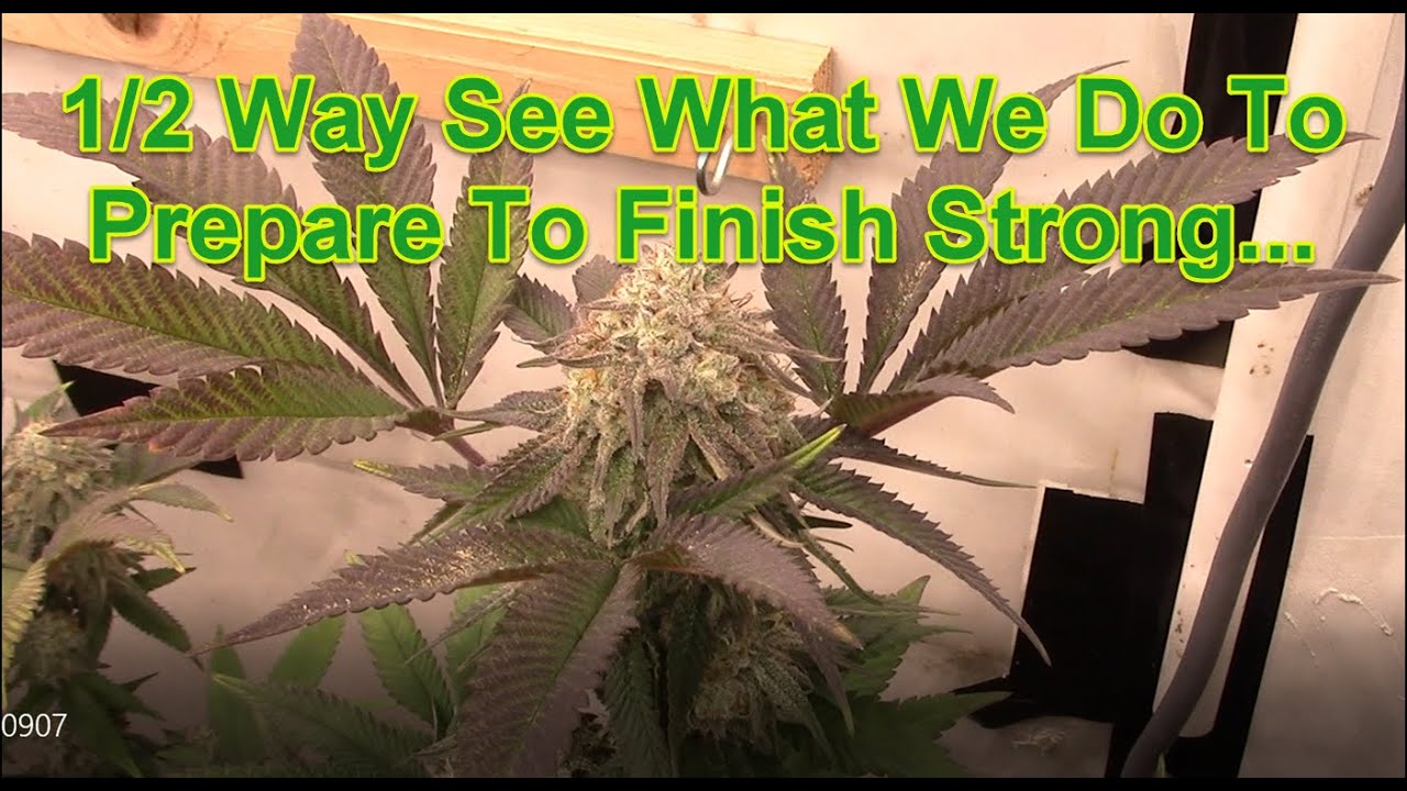 Wonderful Bud Candy For Your Viewing Pleasure Plus Top Dressing No-Till