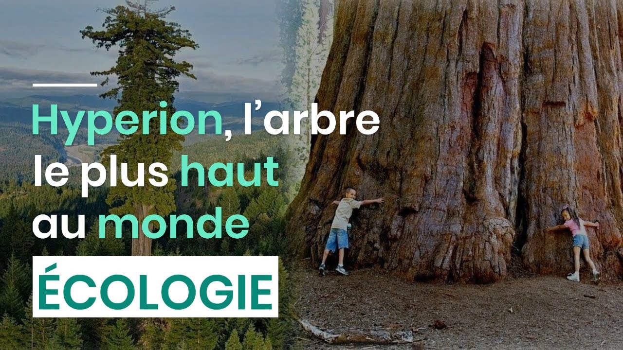 Hyperion, l&rsquo;arbre le plus haut au monde
