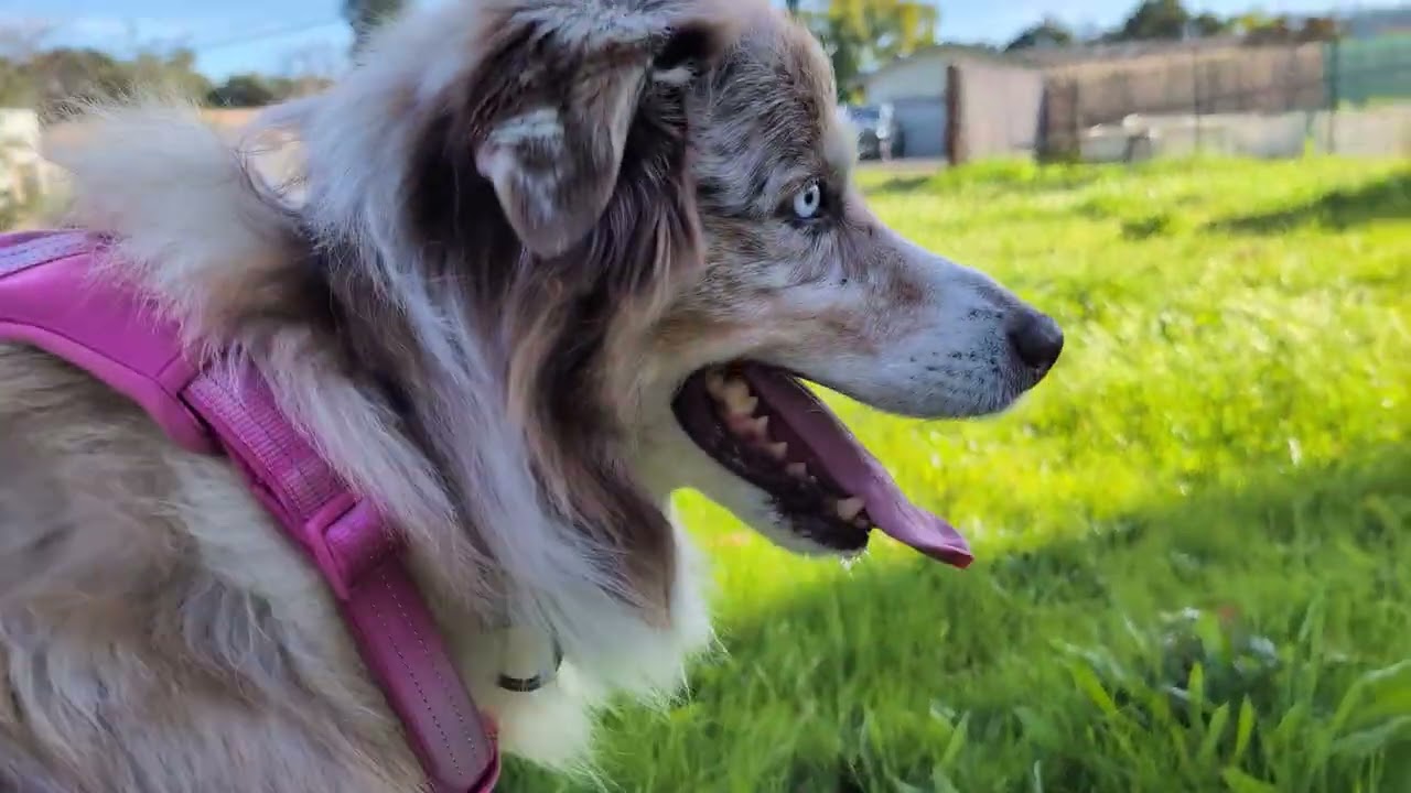 Opal Having A Picnic With One Of Her Favorite Chickens