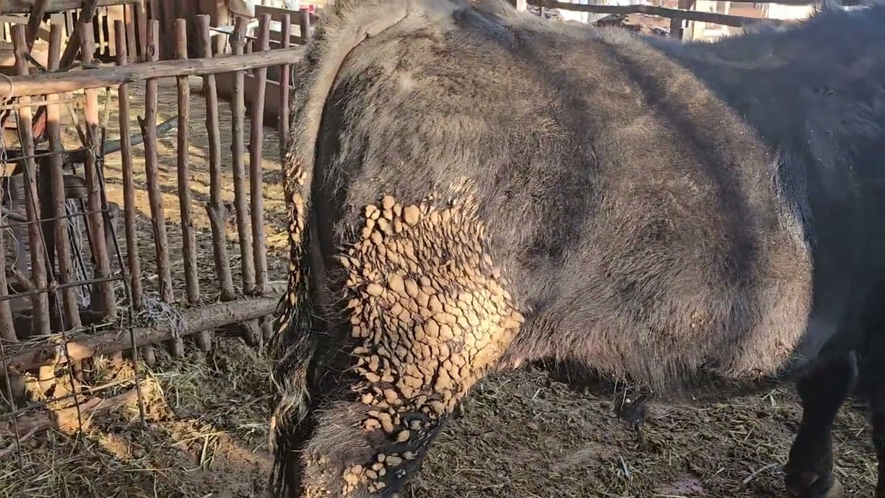 Уруктука Таза Ангус Бука сатылат 0704-01-18-17 
