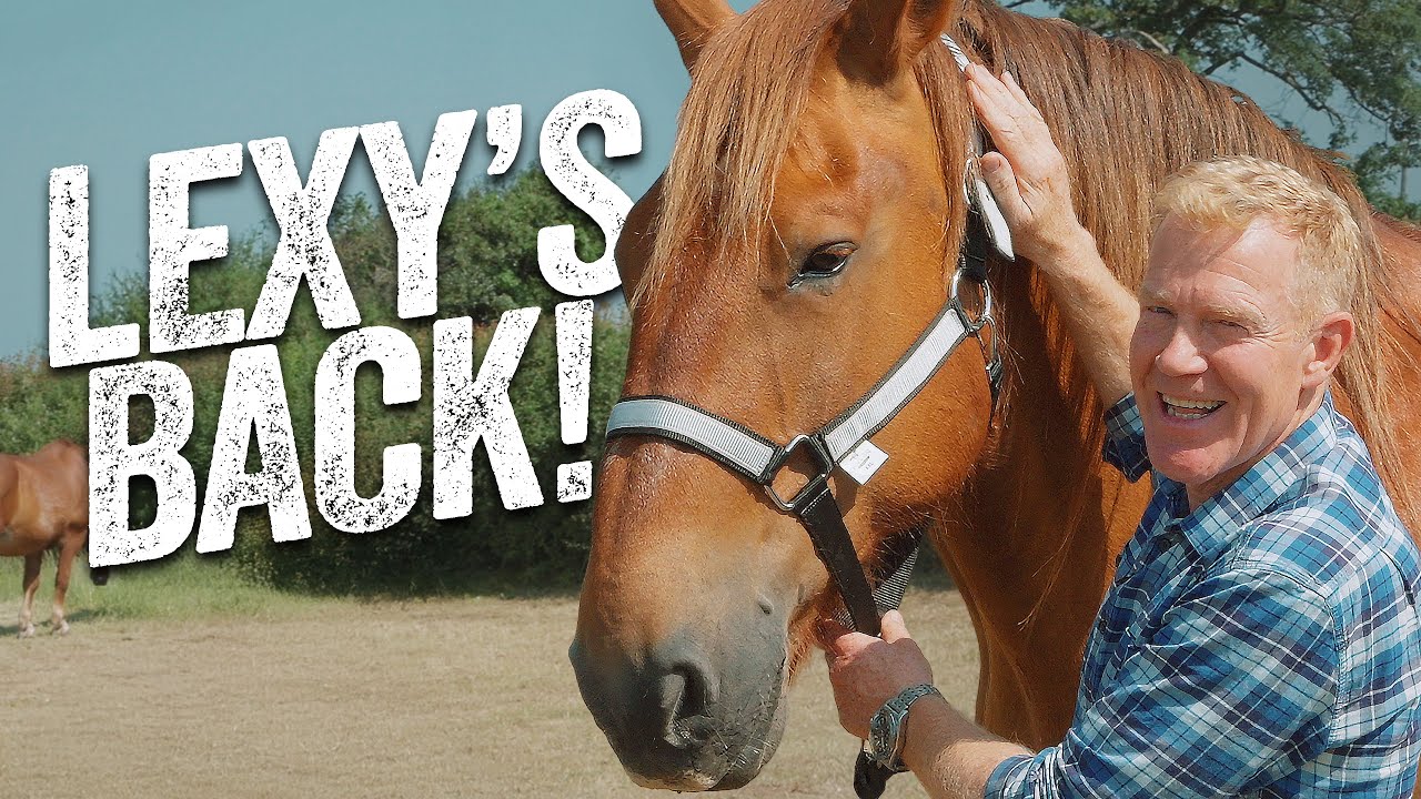 Our Suffolk Punch Returns from the Stud - BIG NEWS!