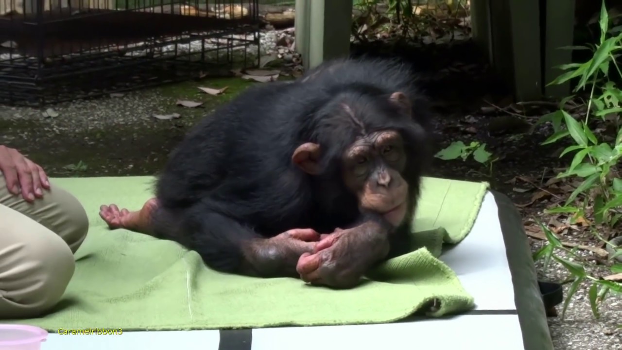 July 2018 Milky Noichi Zoo