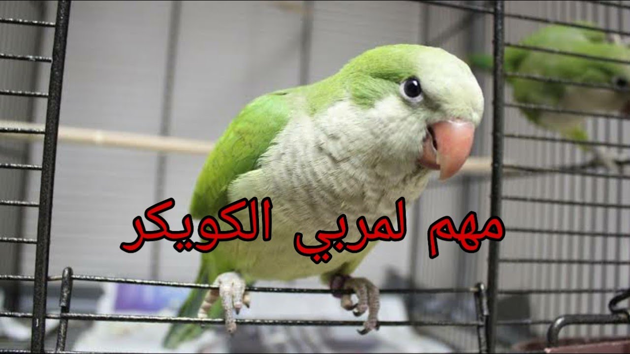 ببغاء الكويكر | تربيته ,  انتاجه