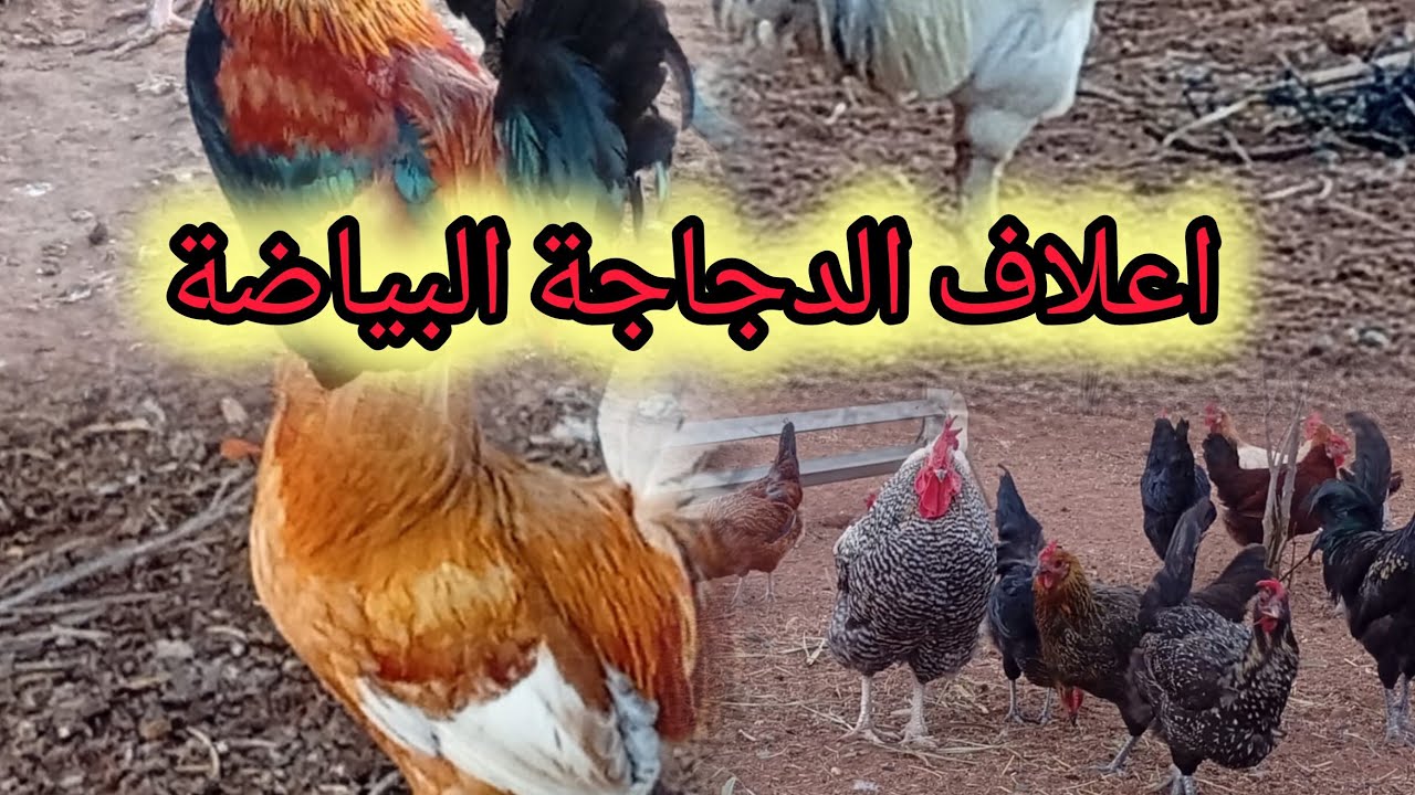 لبغا البيض وخا الحرارة ها الطريقة......🐓👆