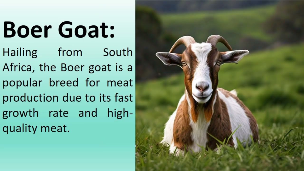 Top 10 Goat Breeds in the World | Top Goat Breeds for Milk, Meat, and Fiber