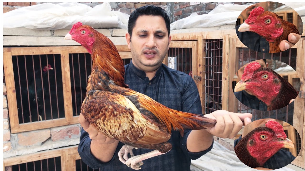 Pure mianwali aseel breed by Nadeem shah Aseel