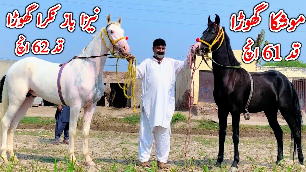 Neza Baz Nukra Horse | Neza Baz Mushka Horse For Sale | Horse For Sale In Pakistan 