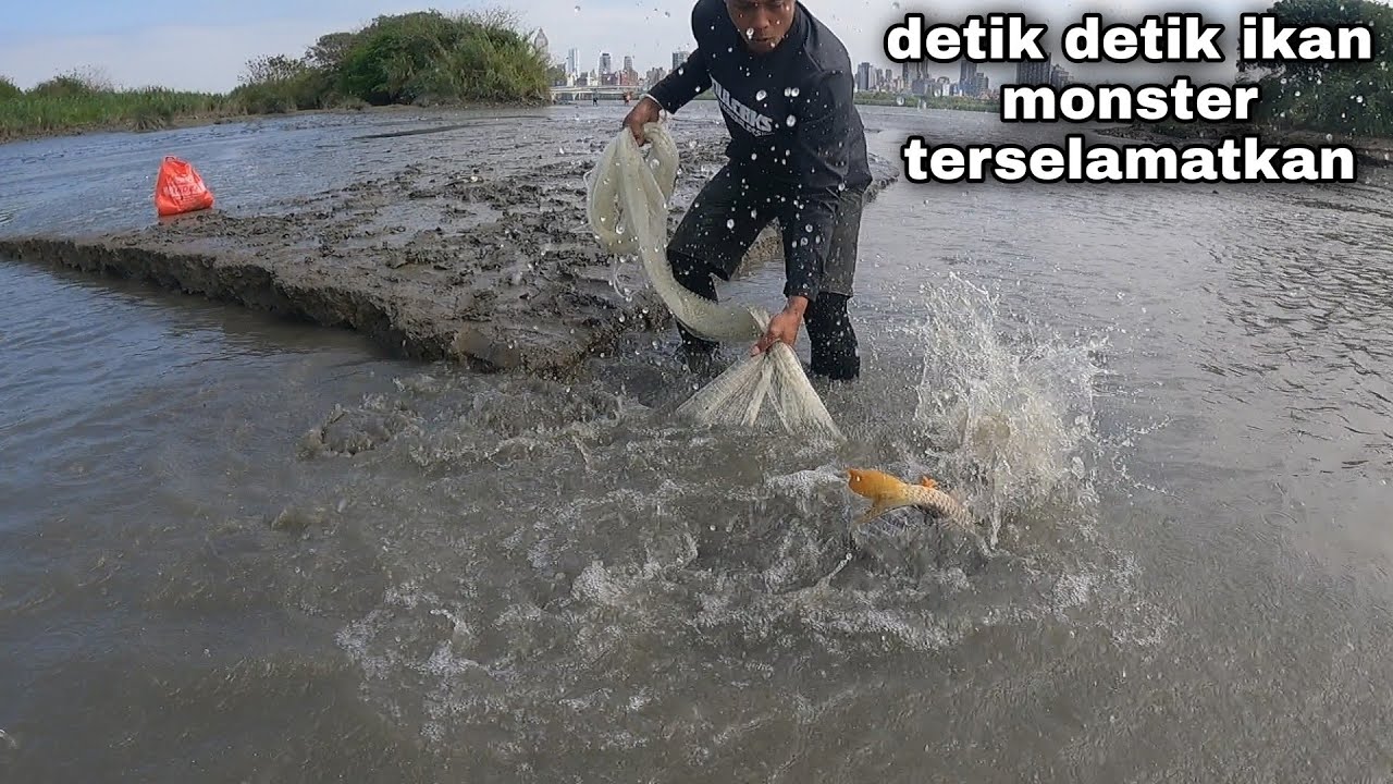 JALA IKAN DI MUARA, IKAN MONSTER TERCIDUK.!!! amazing fishing net