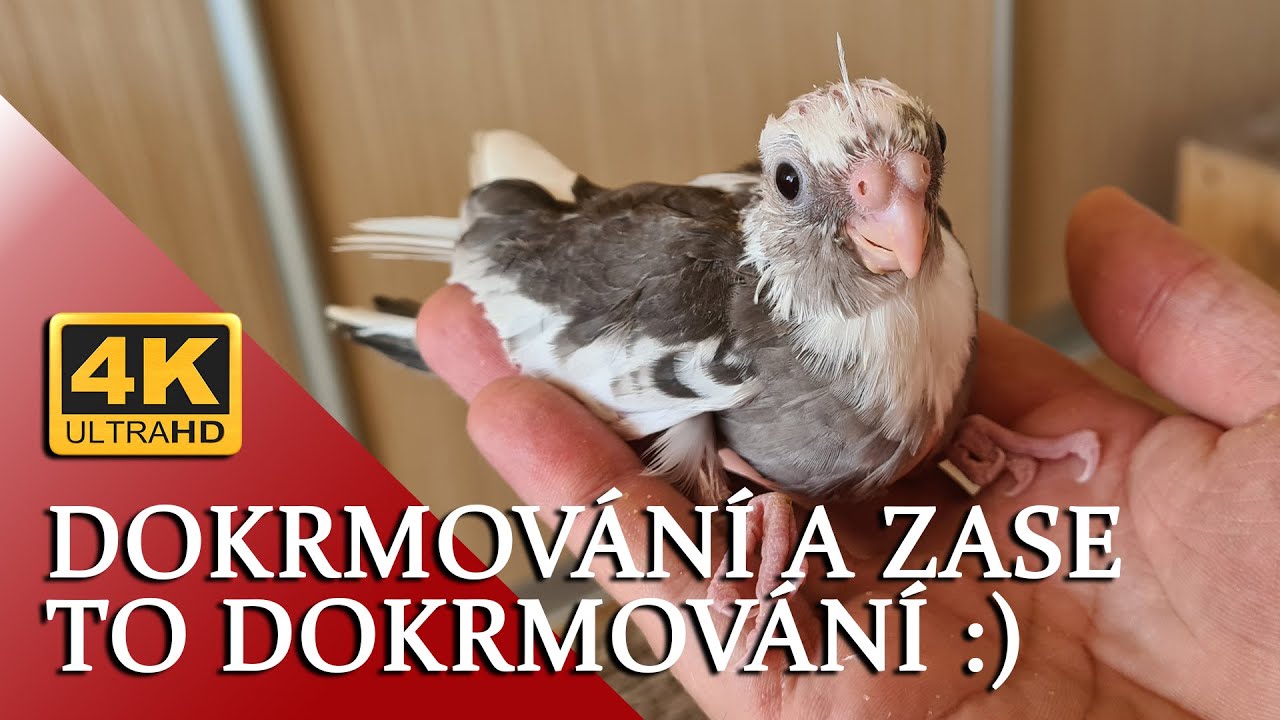 🔴Dokrmování a zase to dokrmování :) │KorelyEu