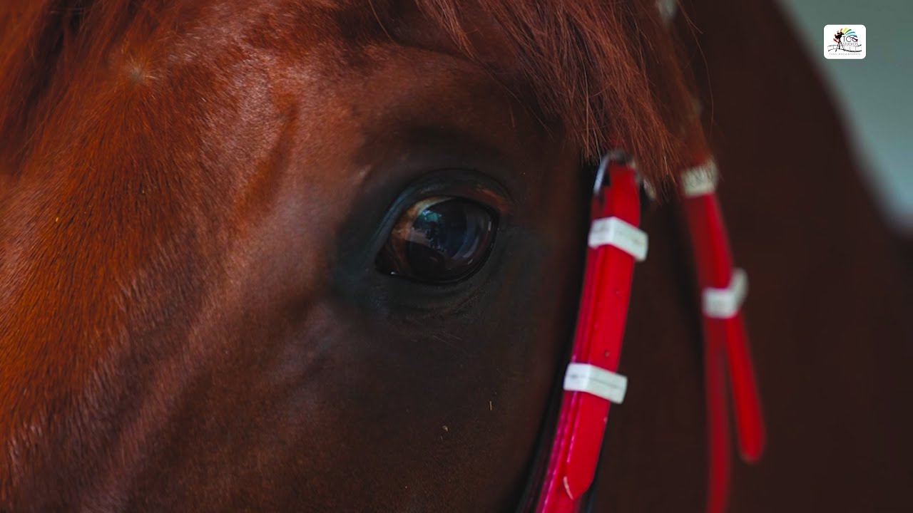 Mysore 2000 Guineas Winner | RAVISHING FORM