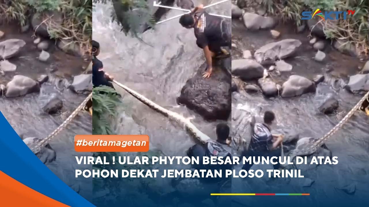 MAGETAN - Viral ! Ular phyton besar muncul di atas pohon dekat jembatan ploso trinil