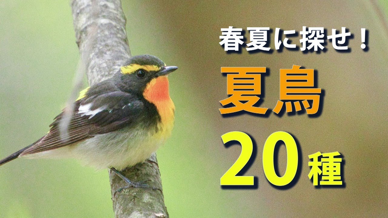 【解説】春夏に探そう！日本の夏鳥20種！