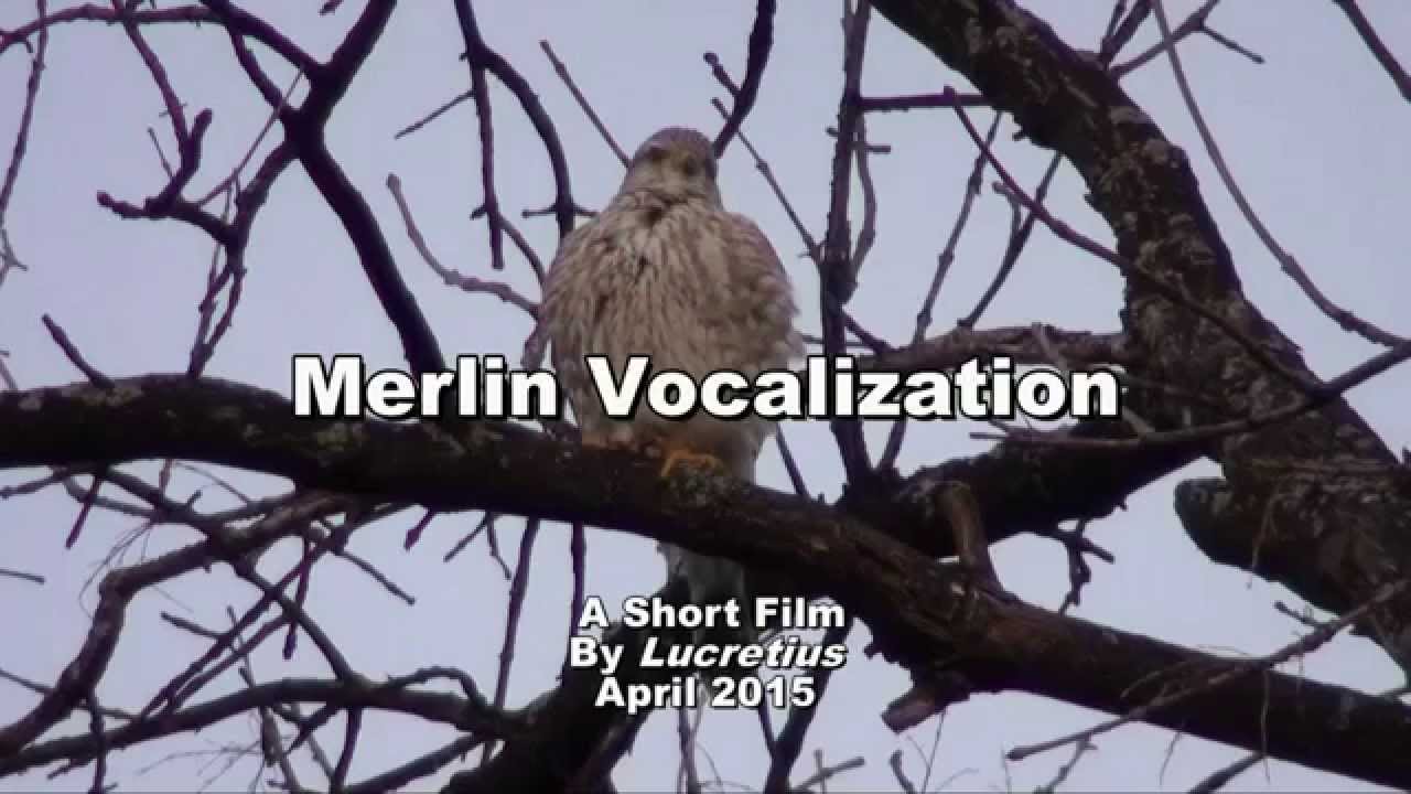 Merlin Vocalization