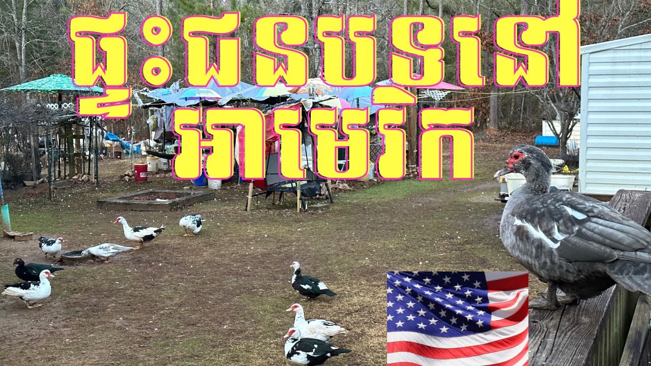 Episode 084: ផ្ទះជនបទនៅអាមេរិក (Khmer Family in Rural of USA)