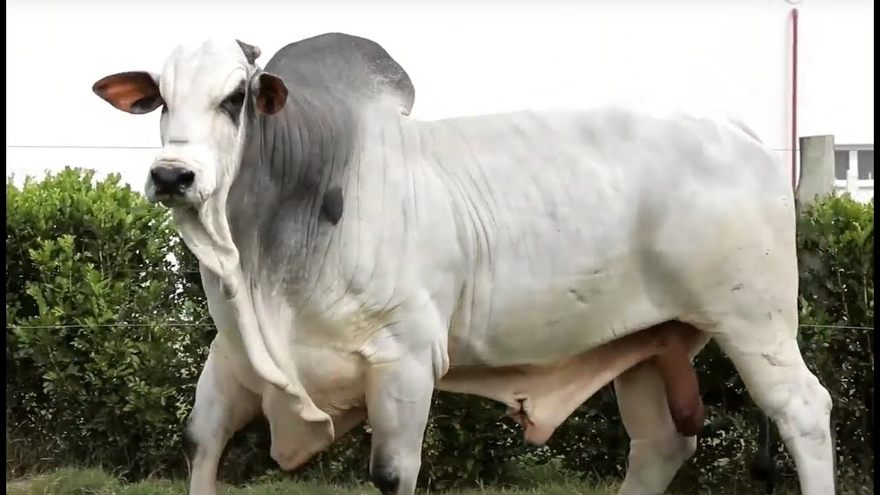 LANDAU DA DI GENIO