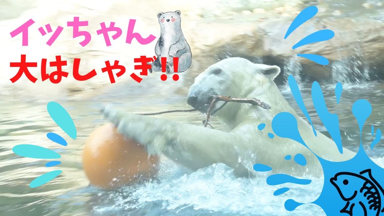 ホッキョクグマイッちゃん、ズーラシアにようこそ!!😆(Polar bear, Icchan welcome to Zoorasia!!)