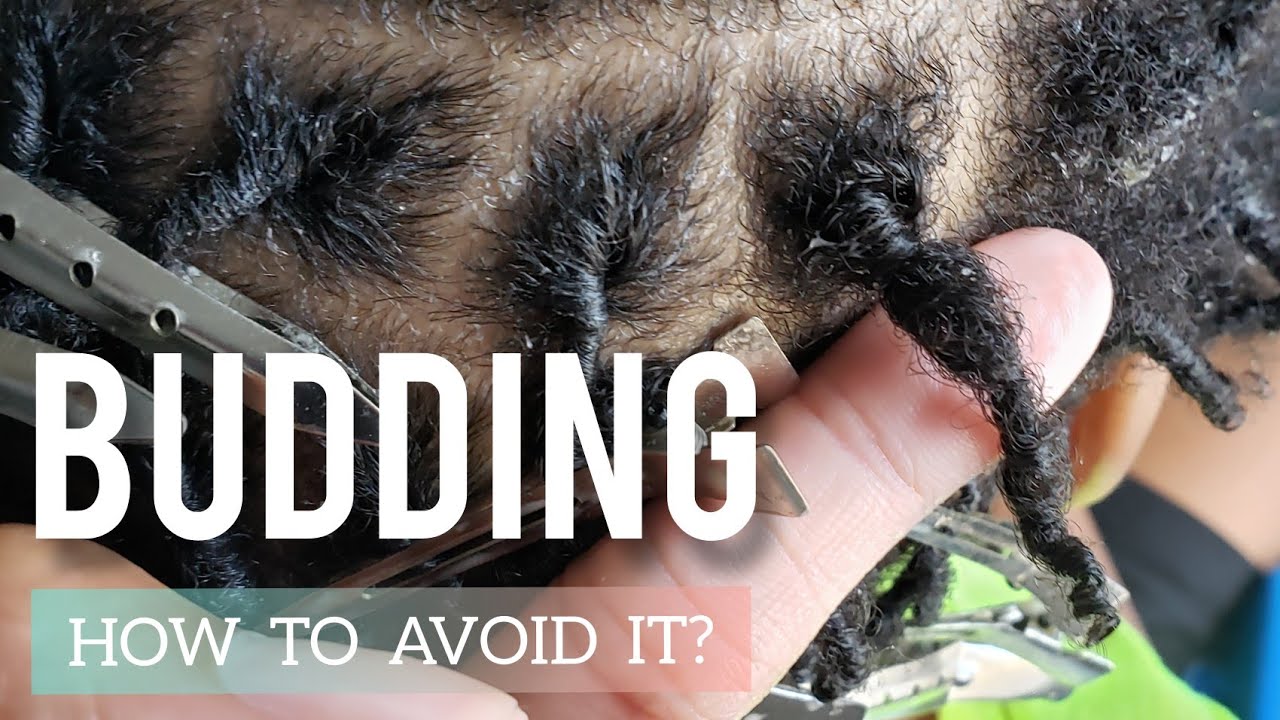 BUDDING LOCS 101