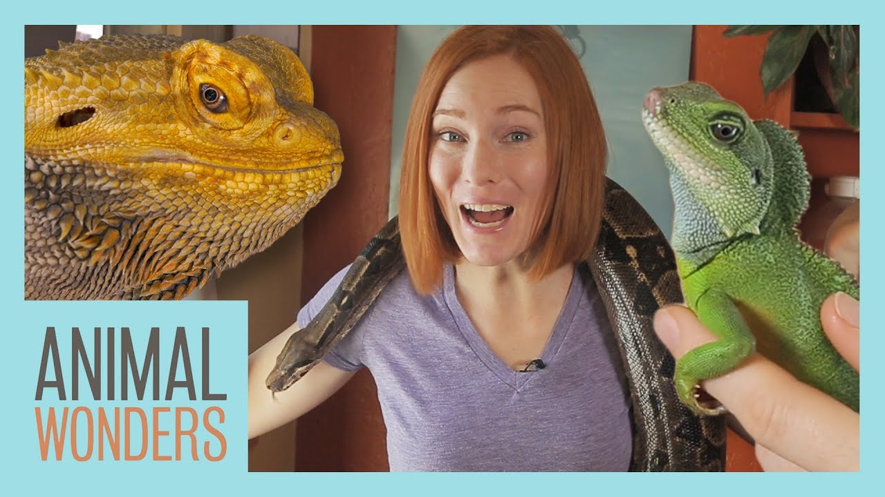 All Of Our Reptiles!