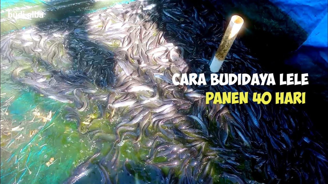 cara budidaya lele agar panen lebih cepat