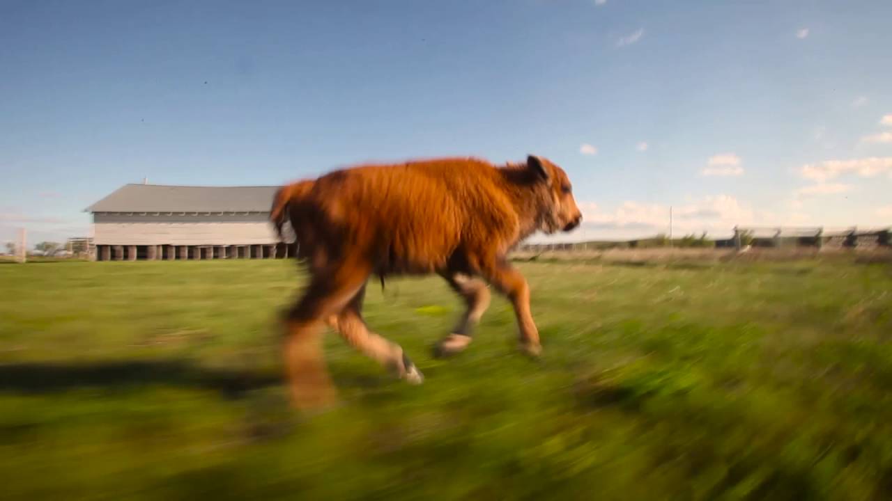 Reggie the Baby Bison