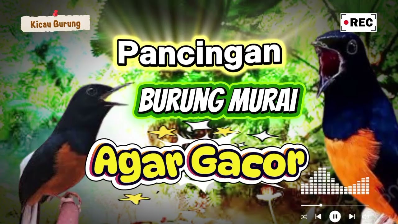 AMPUH ‼️ PANCINGAN murai Batu sore hari agar Gacor ‼️ pasti Nyaut #muraibatugacor