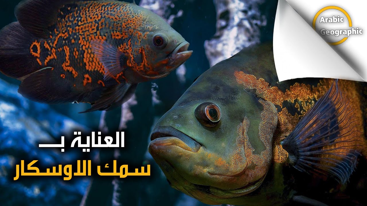 معلومات عن تربية سمك الاوسكار في الاحواض