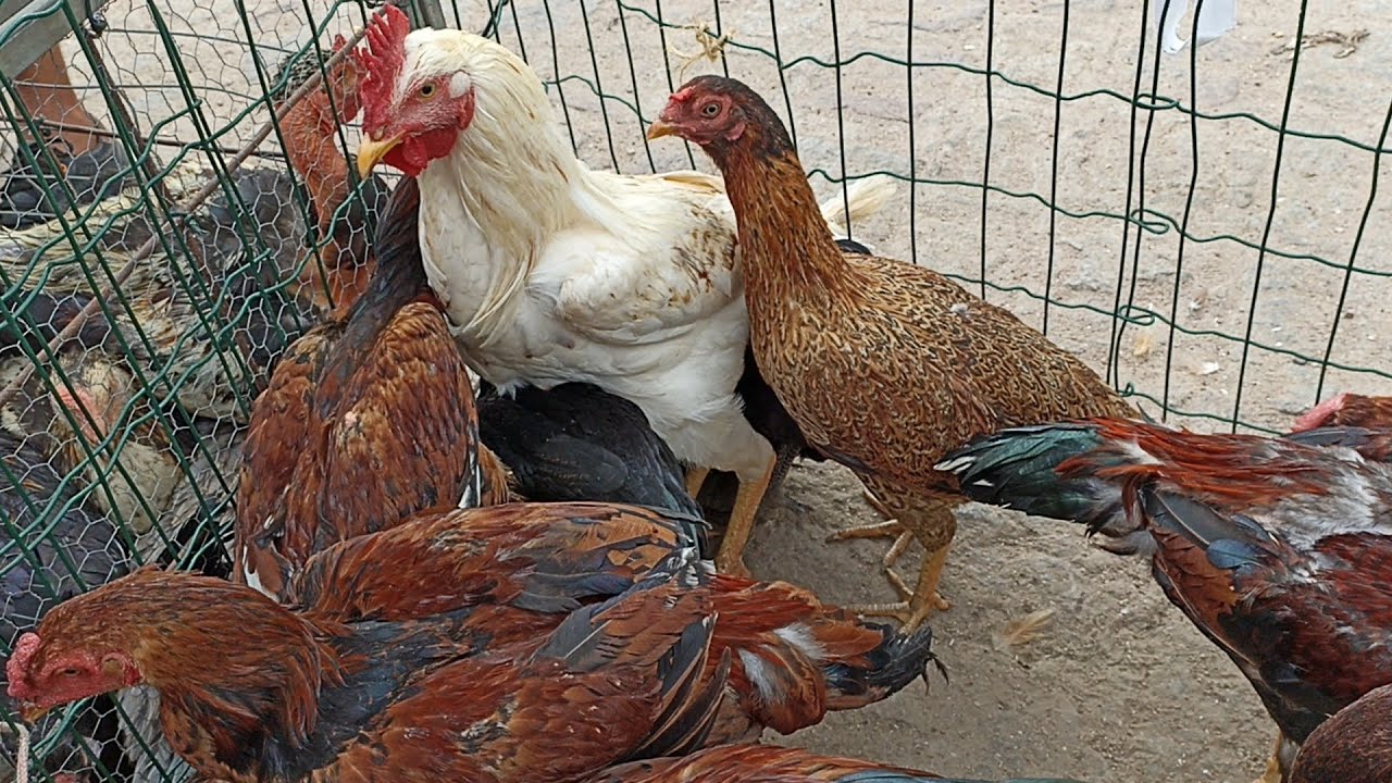 FEIRA DAS GALINHAS EM ARAPIRACA PRÓXIMO AO MERCADO PÚBLICO. FRANGO POLACO E GALINHA BARBUDA E MAIS.