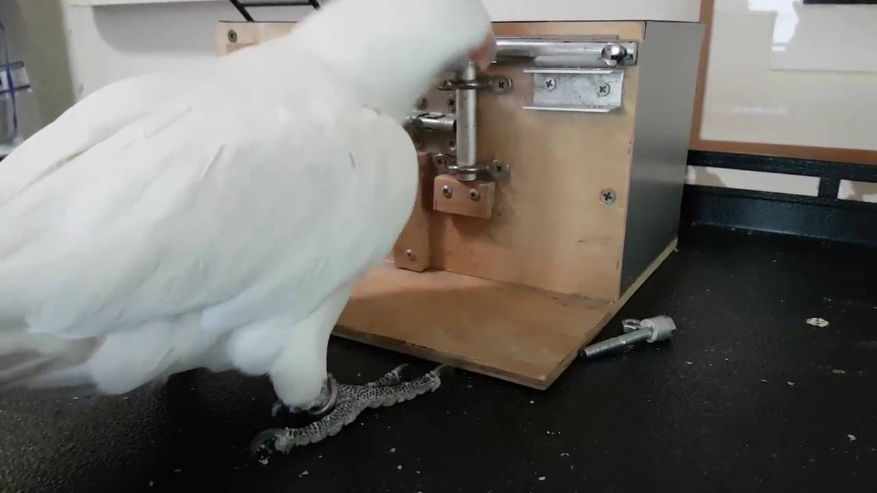 Monty, our Long Billed Corella solving a series of locks to earn his reward