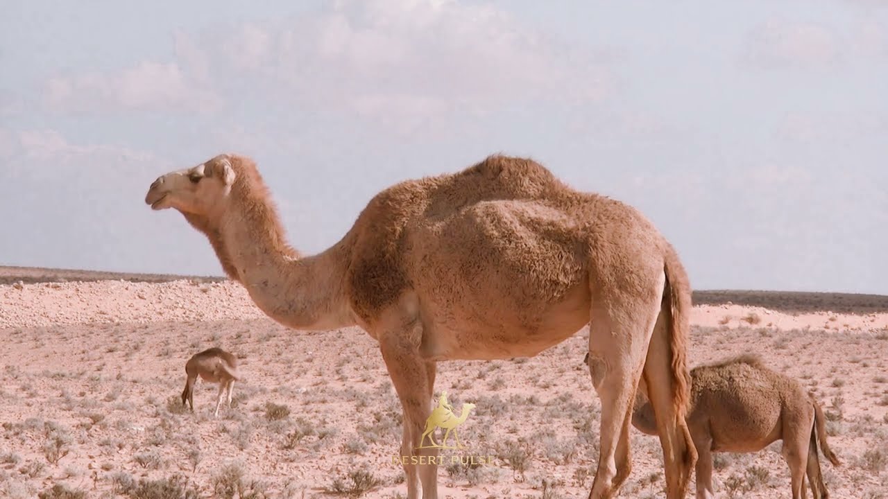Dark Arabic Bass House 2026 | Desert Ritual Mix