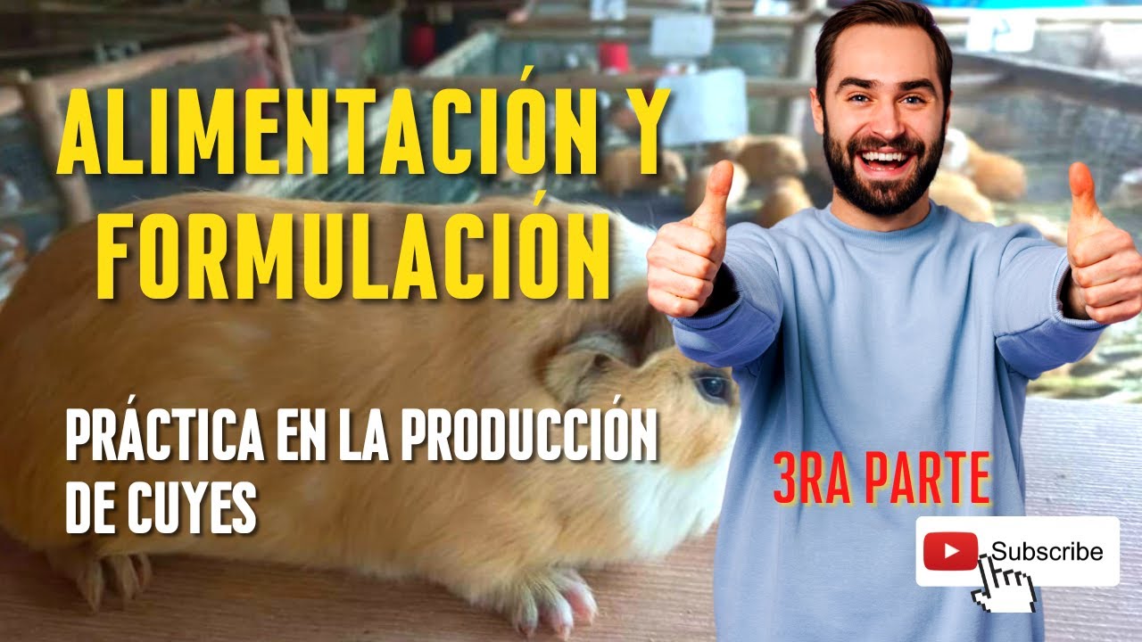 ✅Sistemas de alimentación en cuyes │QUE DAR A LOS CUYES? 🐹🌾 PARTE 3