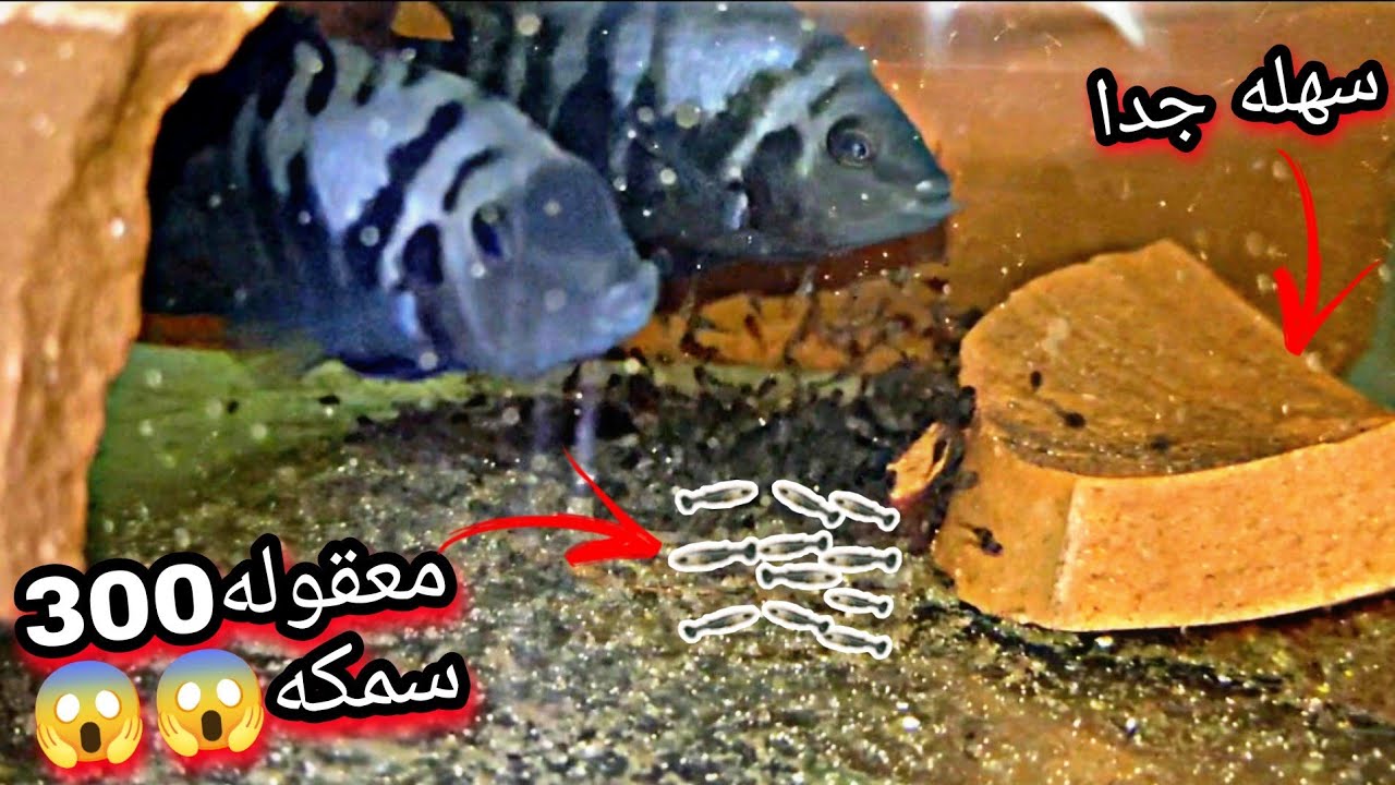 تفريخ سمكه الزبرا كنفكت ومعلومات هامه تسهل التربيه😱
