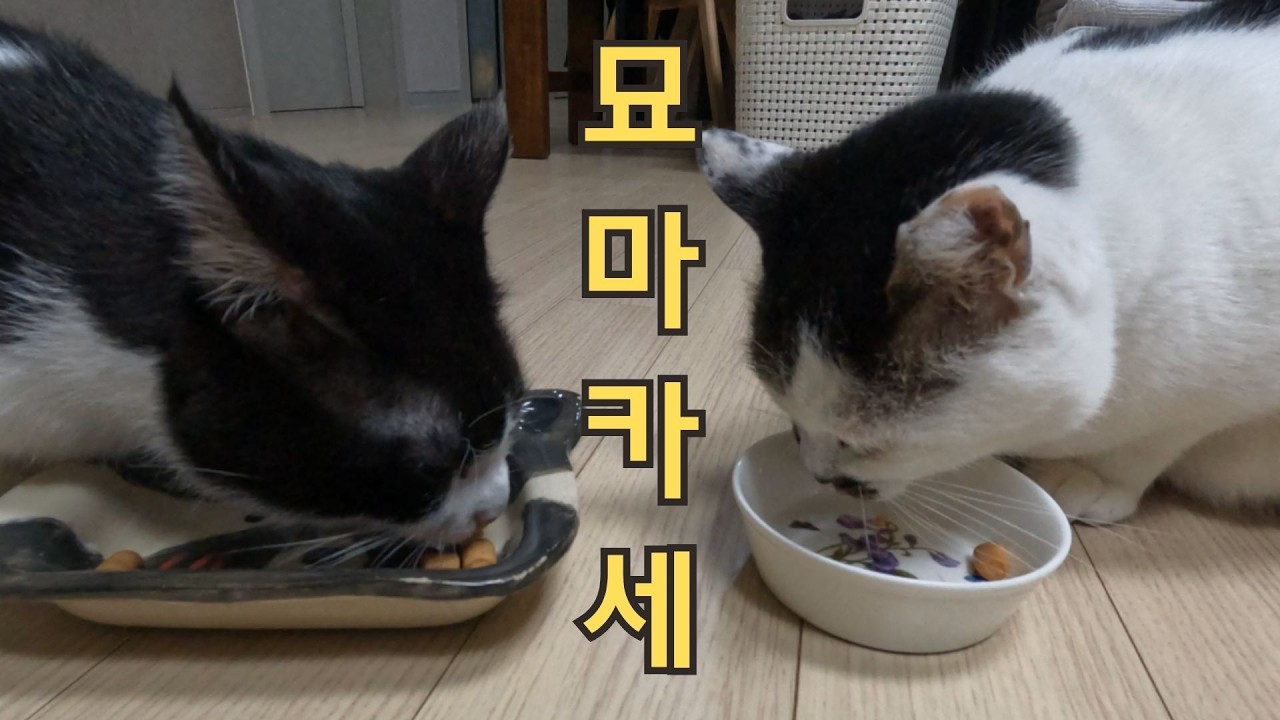 간식 풀 코스를 먹는 두 고양이