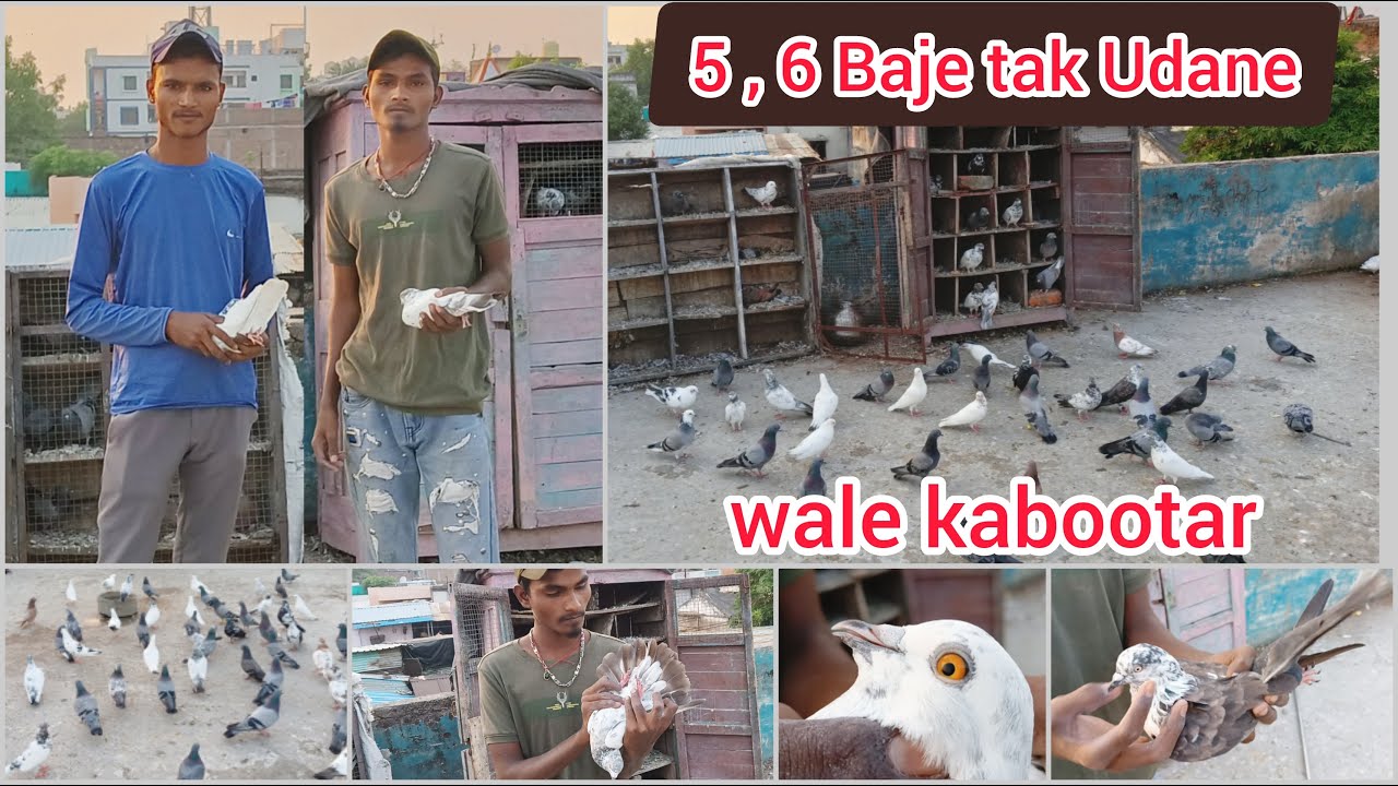 5 ,6 Baje Tak Udane Wale Kabootar Ka Shouk // All High Flyer Quality Pigeons