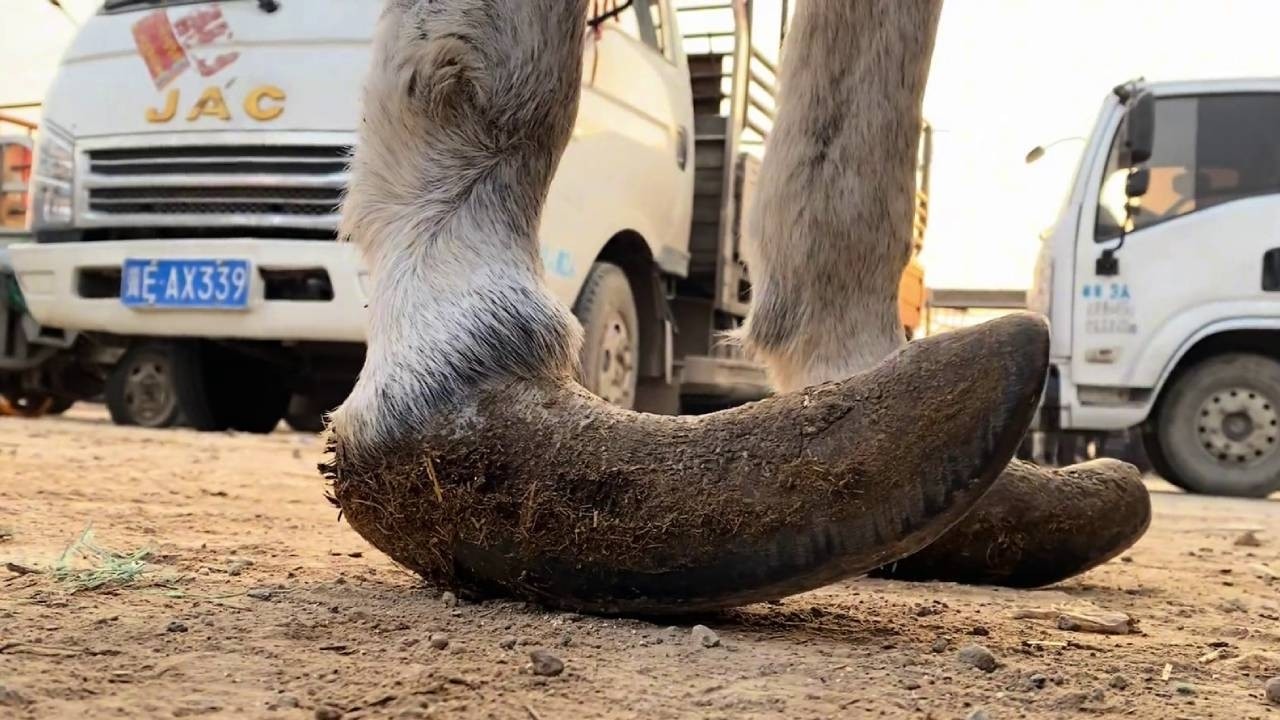 The old donkey's hooves grew wildly to enormous size, making walking a painful experience!